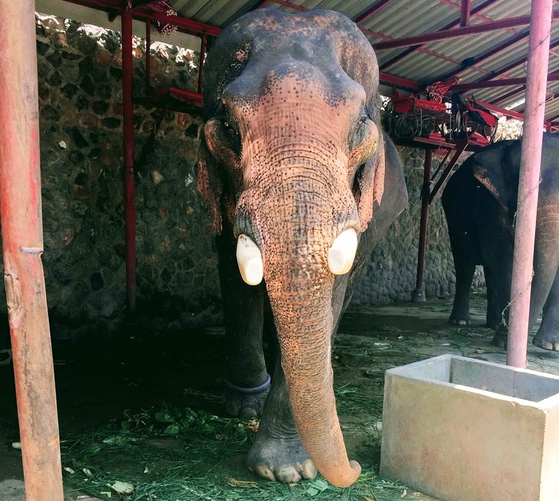 Elephant at Hutsadin Elephant Foundation