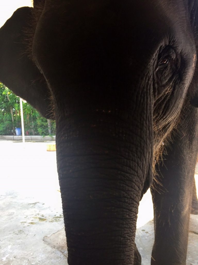 Elephant close up - Hutsadin Elephant Foundation