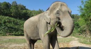 Support rescued elephants in Thailand by visiting Hutsadin Elephant Foundation