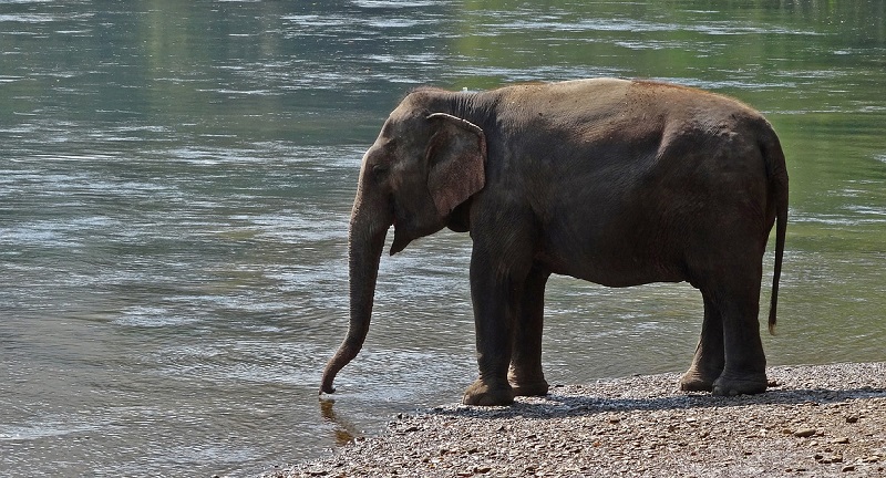 Wild elephant in Thailand drinking