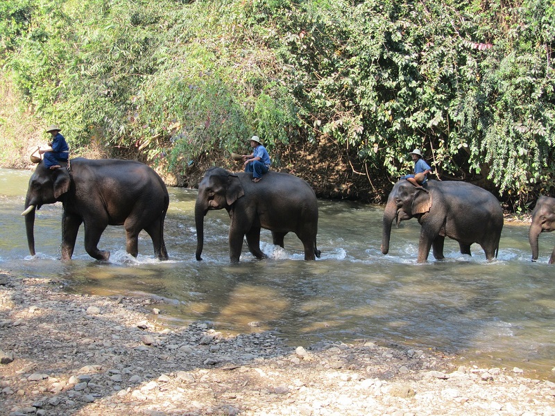 Domesticated elephants in Thailand