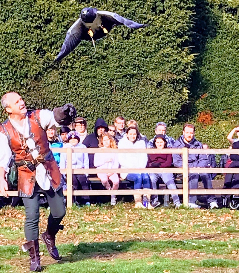 Visiting Warwick Castle - Flight of the Eagles