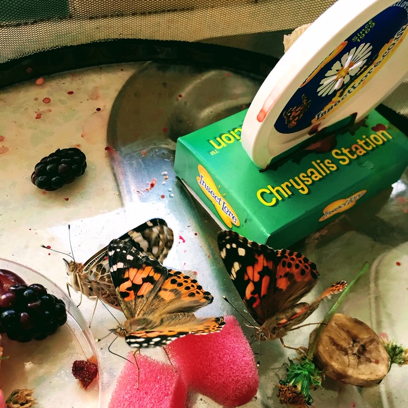 Families Can Travel - Insect Lore Butterfly Garden