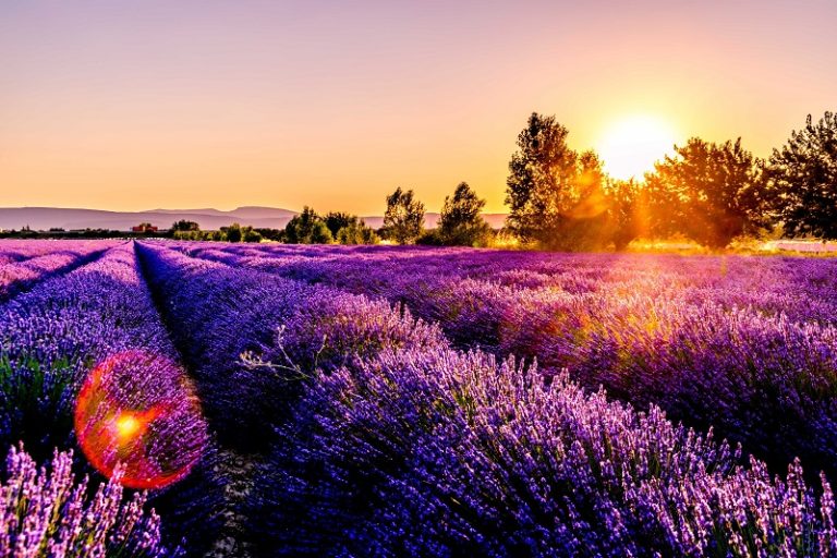 Things to do on Hvar Island with kids - lavender fields