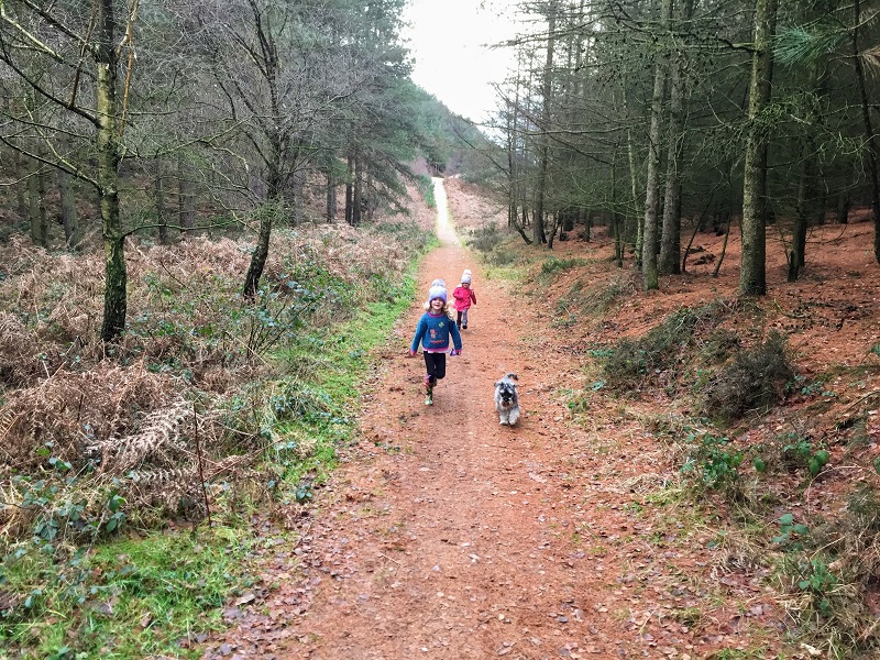 Cannock Chase Forest Walks - Paths