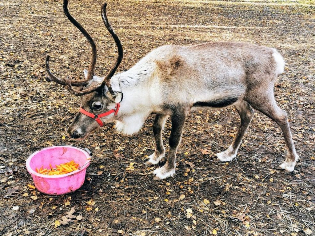 Things to do near Tattershall Lakes - reindeer at Tattershall Park Farm
