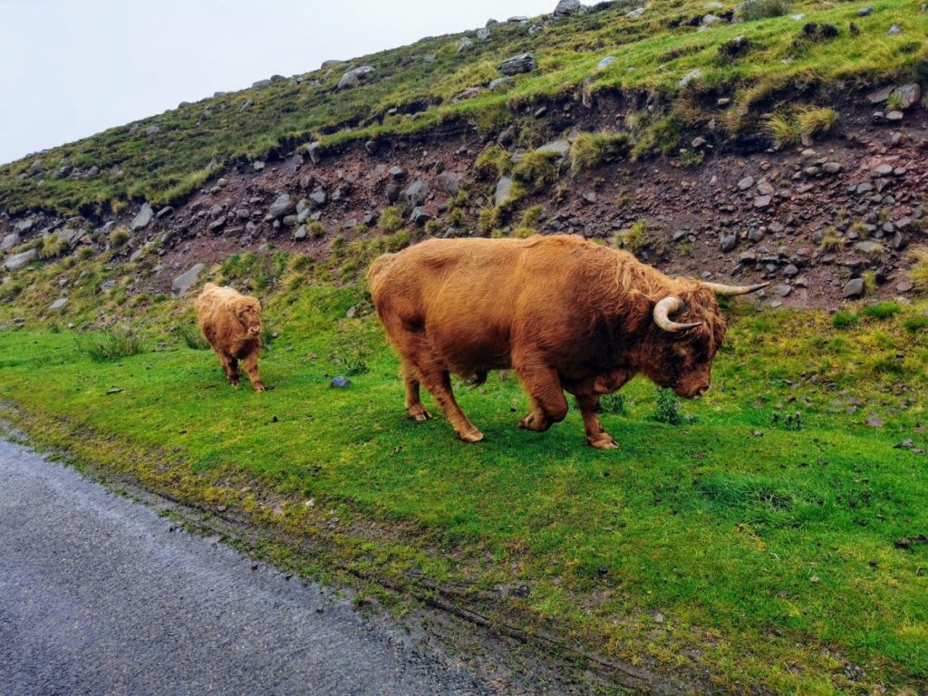 North Coast 500 itinerary - Highland Cows near Applecross