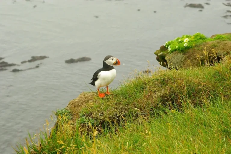 A puffin on the cliff edge along the East Sutherland Coast with the sea in the background.