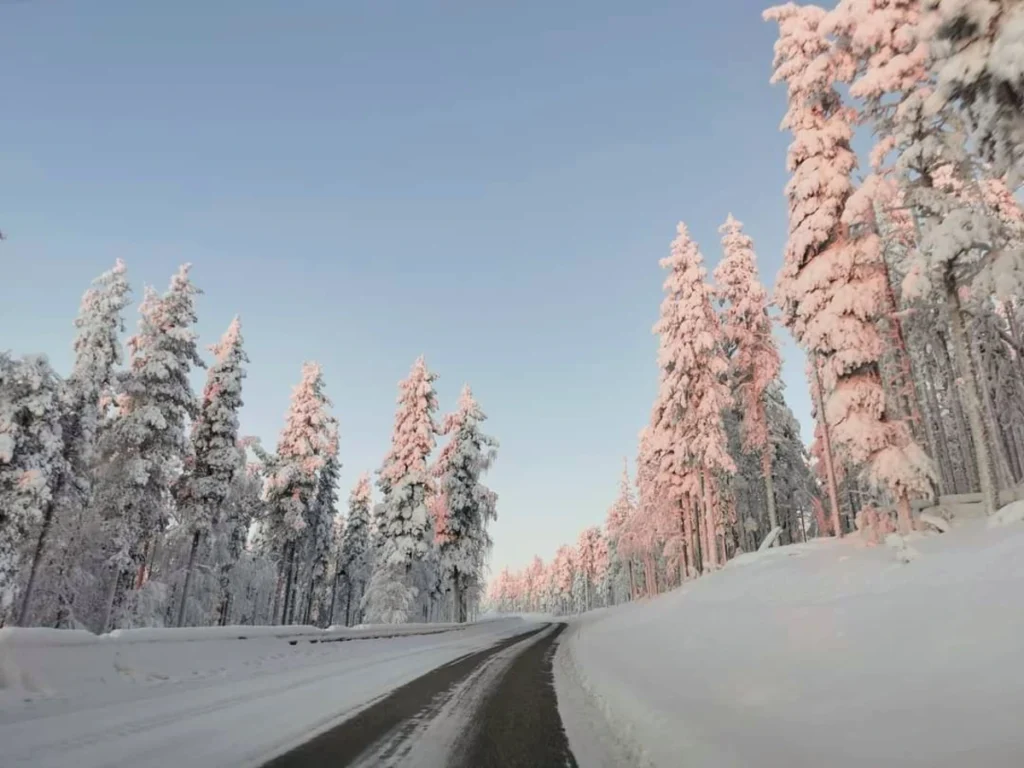 Snow-covered road winding through a pine forest in Lapland, with soft pink light on treetops at sunrise.