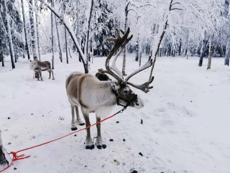 DIY Lapland Itinerary with Kids - two reindeer standing in a snowy forest at a reindeer farm near Levi, Finland, surrounded by frosted trees.