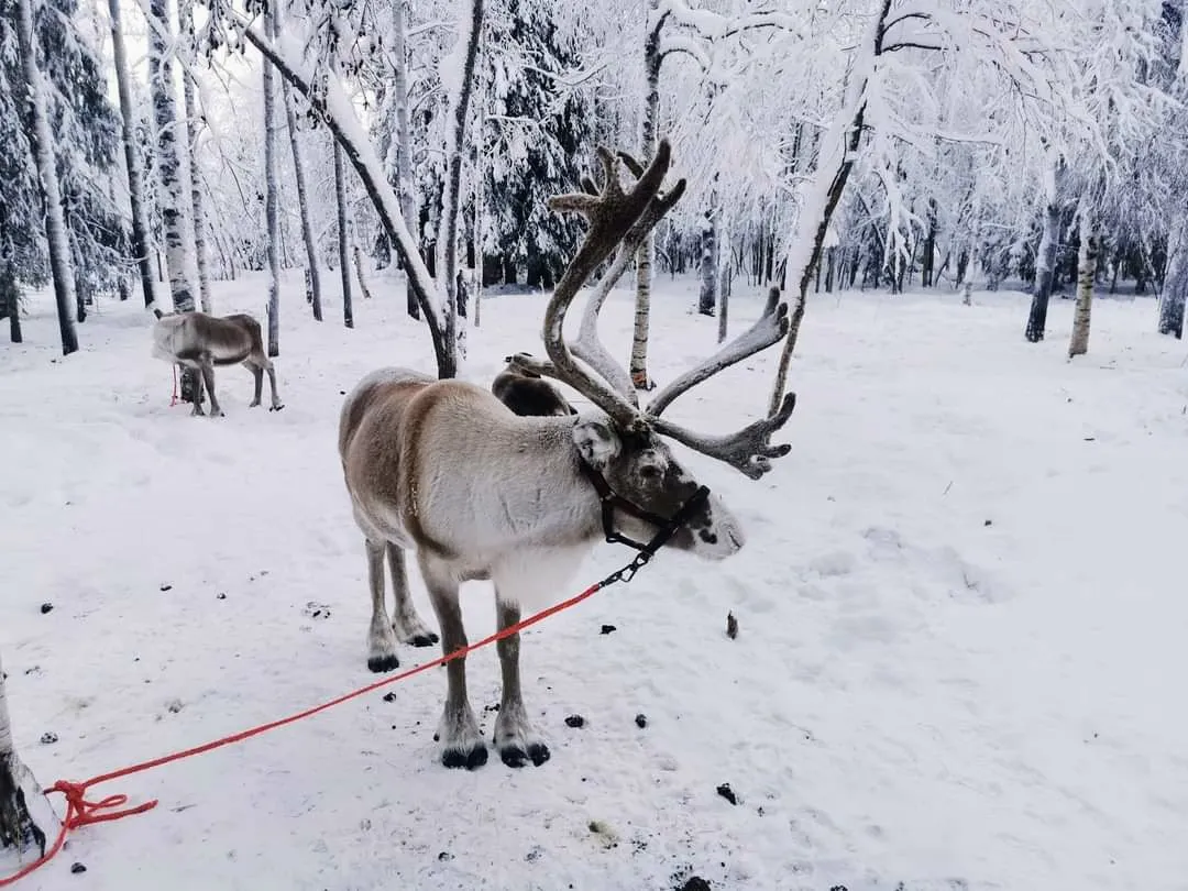DIY Lapland Itinerary with Kids - two reindeer standing in a snowy forest at a reindeer farm near Levi, Finland, surrounded by frosted trees.